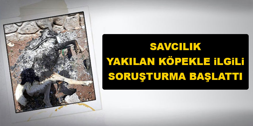 Yakılan Köpekle ilgili Soruşturma Başlatıldı