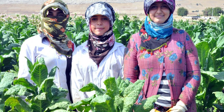 Yaşıtları dersbaşı yaparken, onlar tarlada çalışıyor