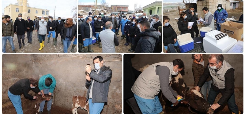Ergani'de şap aşılama programı başladı