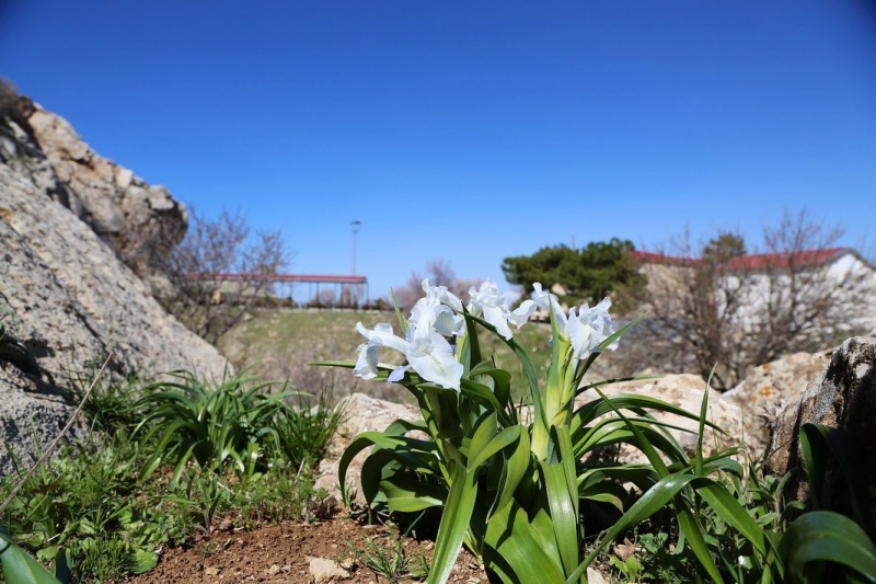 Ergani’nin Endemik Hazineleri: “Makam Çiçeği”