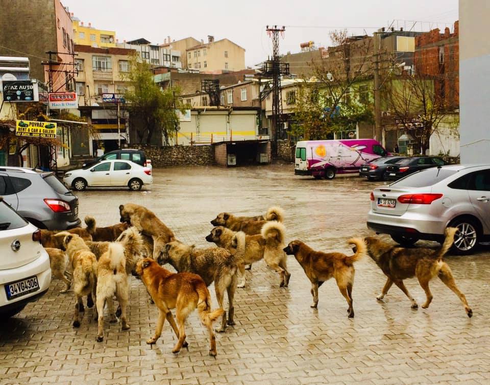 Başıboş Köpekler Tehlike Saçıyor