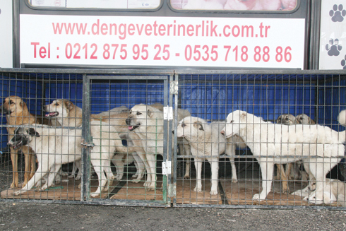 Sokak Köpekleri Kısırlaştırılıyor