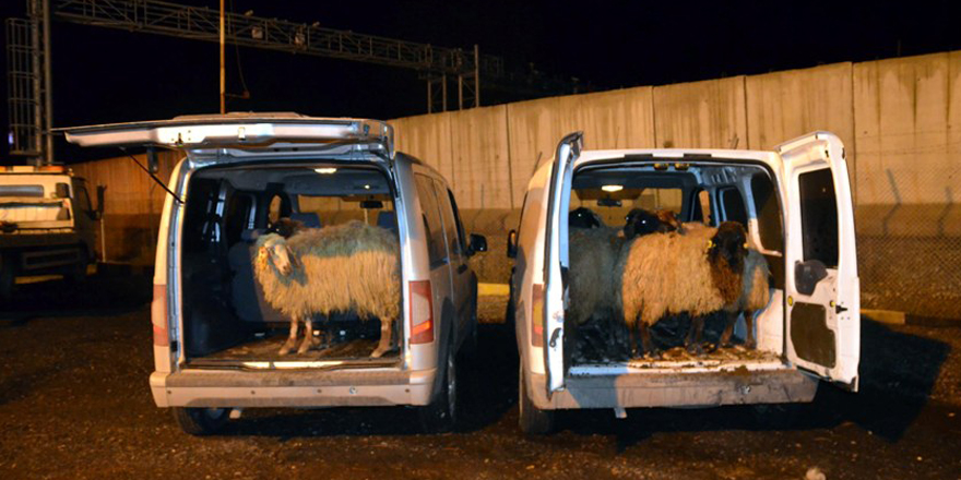 Silvan'da çalınan koyunlar Bismil'de yakalandı