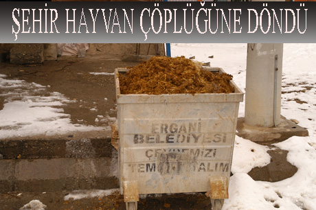 ŞEHiR HAYVAN A‡A–PLAœĞAœNE DA–NDAœ