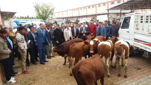 Ergani'de genç çiftçilere düve dağıtıldı