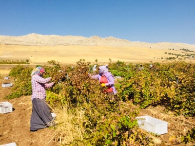 Ergani 'de üzüm hasadı başladı