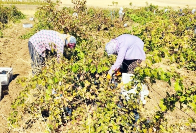 Ergani 'de üzüm hasadı başladı